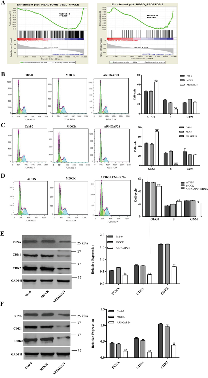 ARHGAP24 promotes G1/S phase transition.