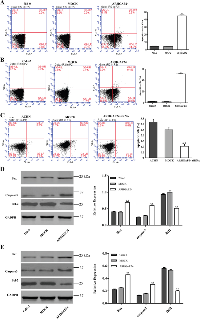 ARHGAP24 promotes cell apoptosis in renal cancer cells.