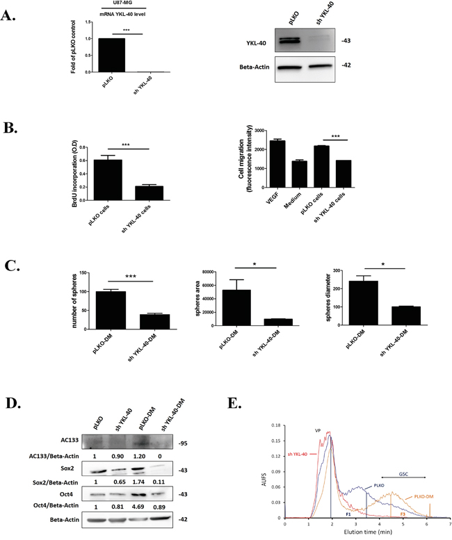 YKL-40 expression is essential to maintain the undifferentiated state cell related to GSC.