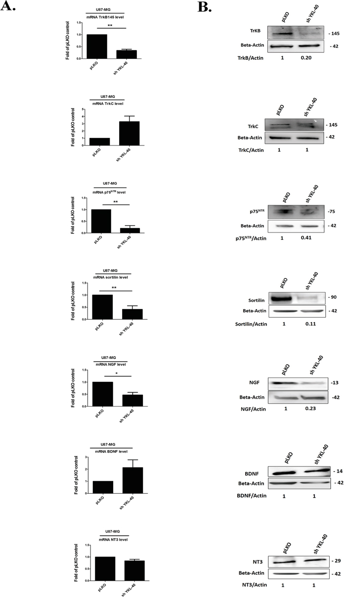 Expressions of neurotrophins and its receptors are modulated by YKL-40 expression level in cells.