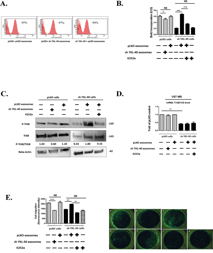 Functional properties of pLKO and sh YKL-40-exosomes.