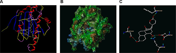 The best ranked pose of CS-6 in the ATP binding site of Hsp90 generated with docking.