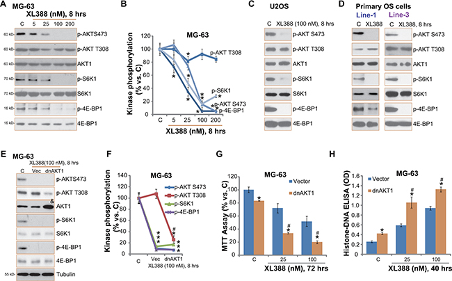 XL388 inactivates mTORC1/2 in OS cells.