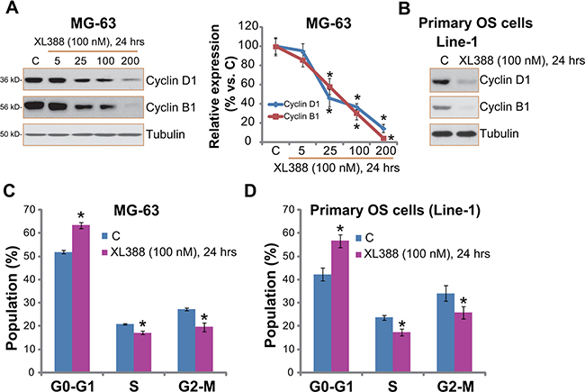 XL388 inhibits OS cell cycle progression.