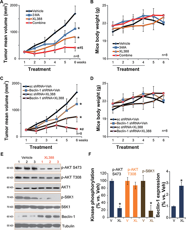 XL388 inhibits U2OS xenografts growth in vivo, its activity is further enhanced with autophagy inhibition.