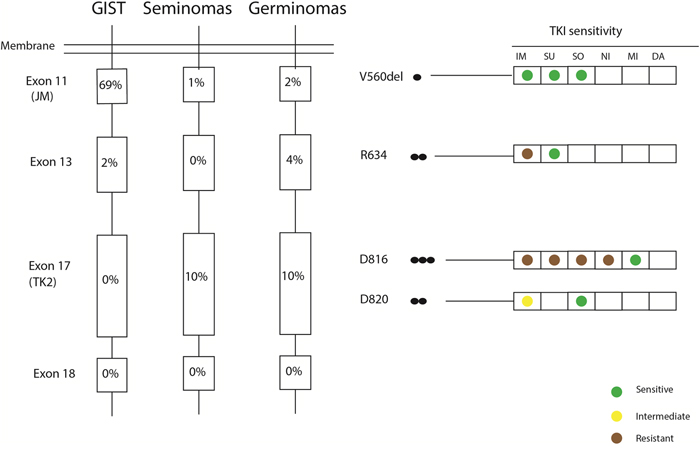 Somatic KIT mutations found in this germinoma cohort in comparison to reported KIT mutations in gastrointestinal stromal tumors (GISTs) and seminomas.