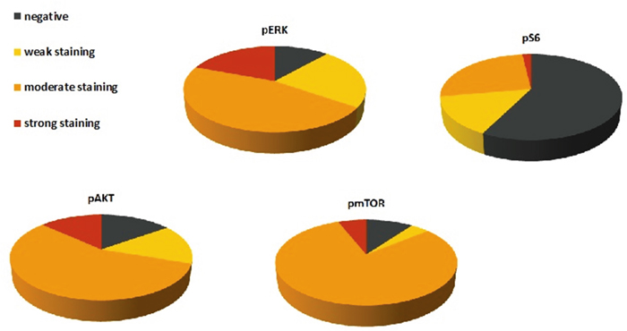 Protein expression of pERK, pAkt, pmTOR and pS6 in 54 germinomas.
