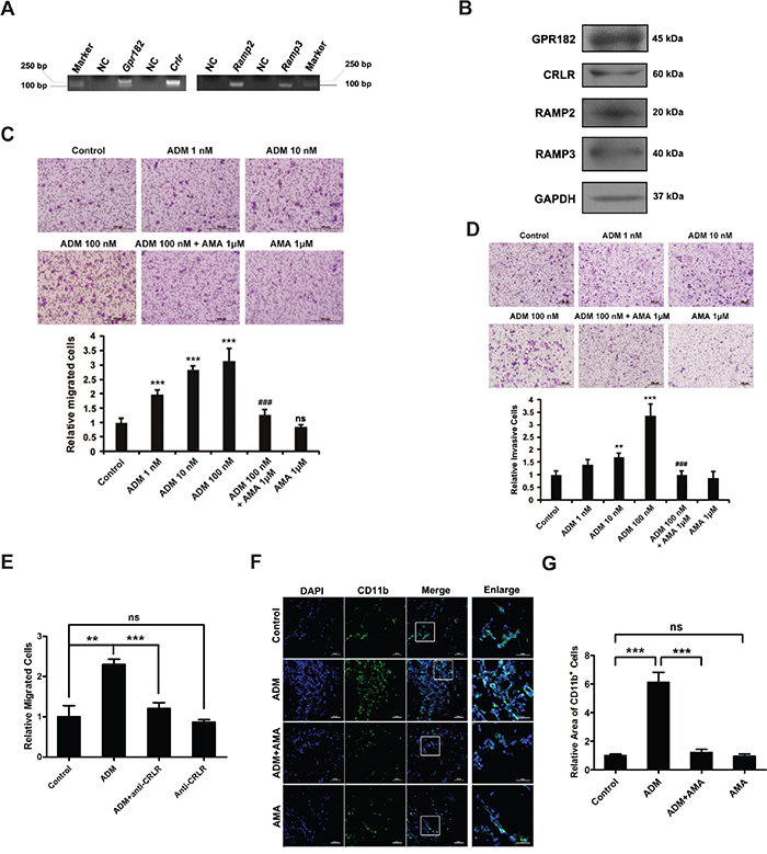 ADM promotes the migration and invasion of myelomonocytic cells.
