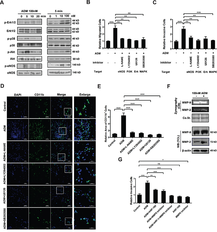 ADM activates intracellular signaling pathways and increases the expression and activity of MMP-2 in myelomonocytic cells.