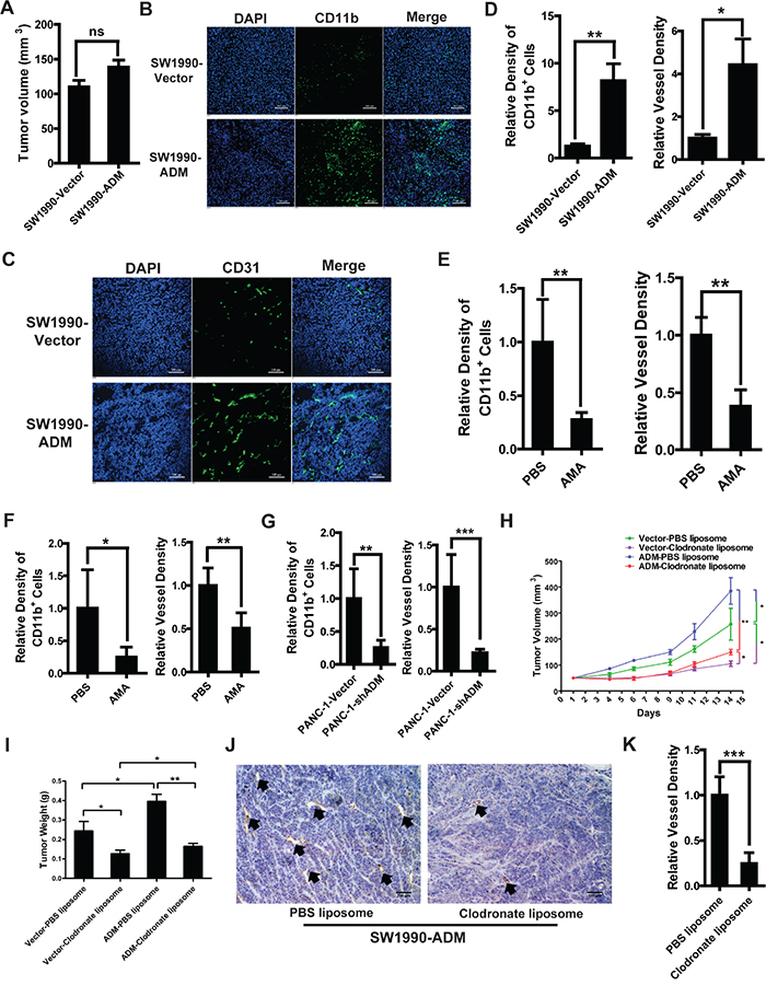 Myelomonocytic cells recruited by ADM promote tumor angiogenesis and growth.