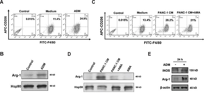 ADM induces macrophages and myeloid-derived suppressor cells to express pro-tumor phenotypes.