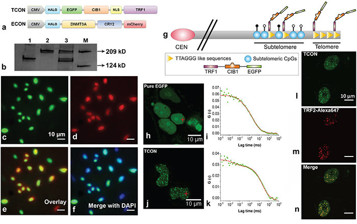 Telomere targeting of TCON and nuclear co-localization with ECON.