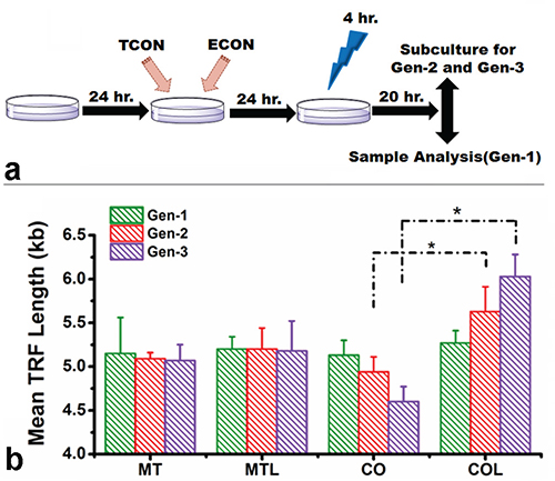 Change in telomere length and telomerase activity.