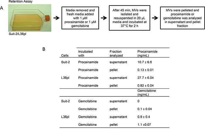 GEM in Suit-2-MVs remains trapped, and GEM in L36pl-MVs flows back to the microenvironment (retention assay).