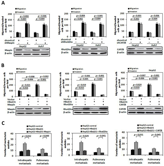 Maspin, RhoGDI&#x03B1; and CAPZB exert metastasis-inhibitory function in HBx&#x0394;31-induced HCC cell invasion and metastasis.