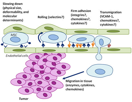 The physical parameters and cell surface molecules of MSCs cooperate to induce active homing of MSCs to tumors.