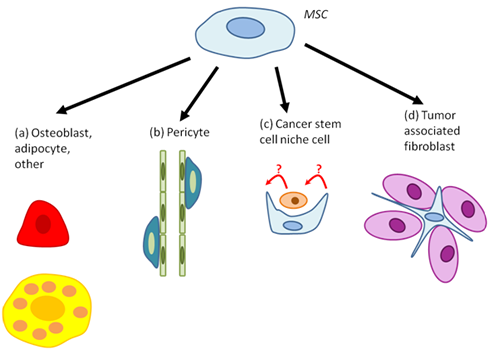 MSC differentiation within tumors.