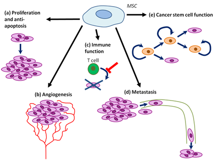 MSC tumor progression promoting functions.