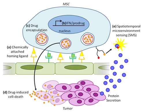 Combinatorial cancer therapy and detection using engineered exogenous MSCs.