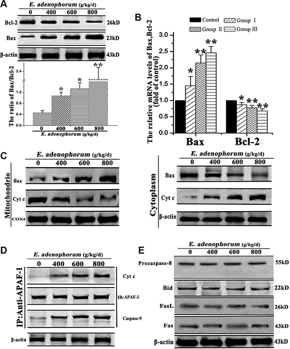 The mitochondria-mediated apoptosis of hepatocytes was triggered by E. adenophorum.