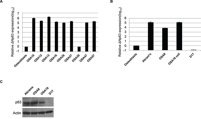 Canine osteosarcoma overexpresses &#x0394;Np63.