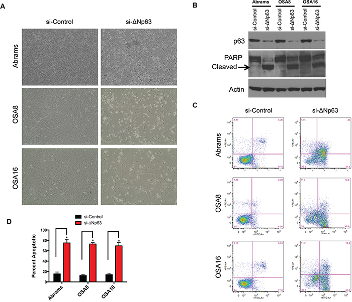 Knockdown of endogenous &#x0394;Np63 induces apoptosis.