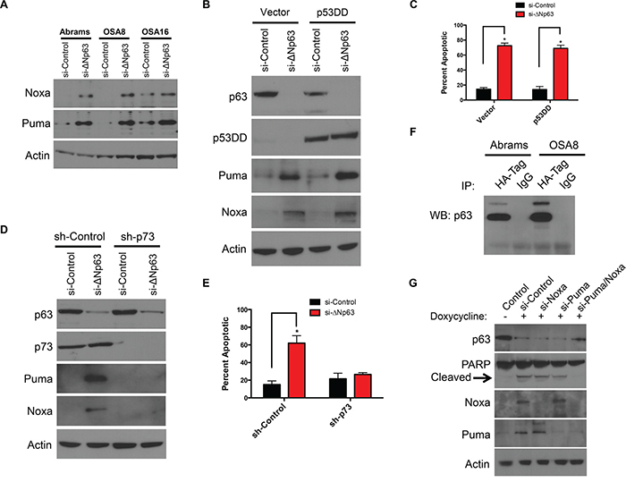 Puma and Noxa induction and cell death following &#x0394;Np63 inhibition are p53 independent but require p73.