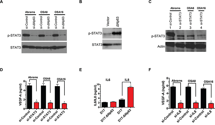 &#x0394;Np63 activates VEGF-A secretion by STAT3 and IL-8 axis.
