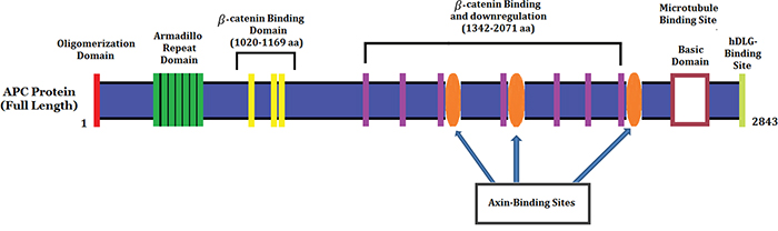 Schematic Diagram of the APC protein structure with functional domains.