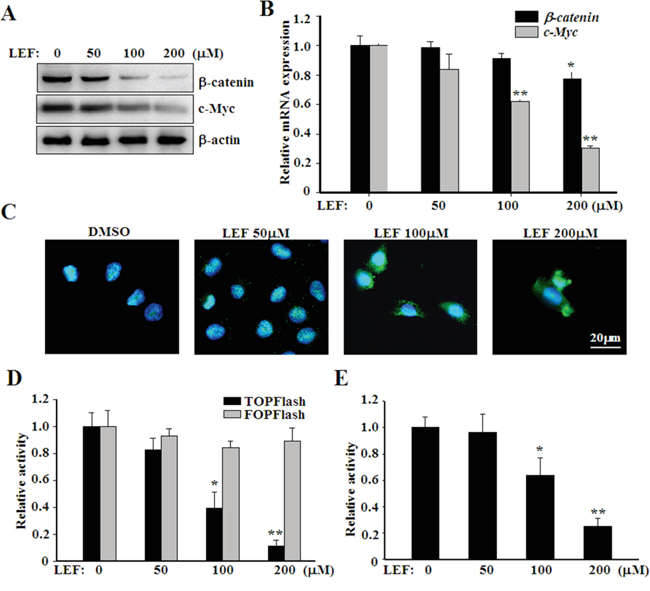 LEF inhibits canonical WNT/&#x03B2;-catenin signaling.