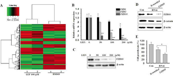 LEF decreases the expression of FZD10.