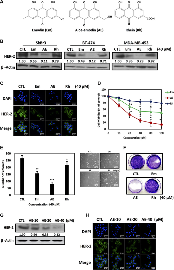Effect of emodin, aloe-emodin and rhein on HER-2 expression in HER-2-overexpressing breast cancer cells.