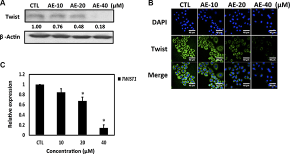 Aloe-emodin inhibited Twist expression in SkBr3 cells.
