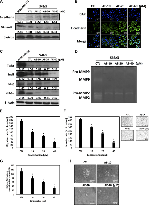 Aloe-emodin inhibited epithelial&#x2013;mesenchymal transition in HER-2-overexpressing breast cancer cells.