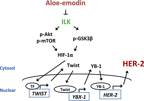 The signaling pathways of Aloe-emodin inhibits HER-2 expression.