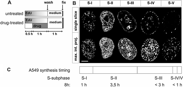 Experimental design and patterns of DNA replication in A549 cells.