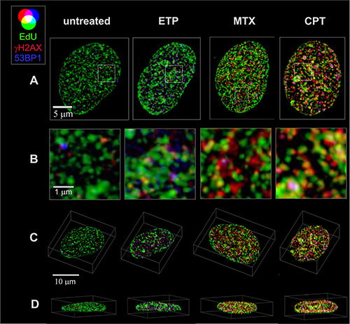 3D images of cell nuclei showing the distribution of replication factories, foci of &#x03B3;H2AX and 53BP1, following exposure to topoisomerase I and II inhibitors.