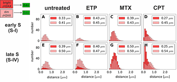 Histograms of distances from &#x201C;bright&#x201D; or &#x201C;dim&#x201D; &#x03B3;H2AX foci to the nearest region of replication (EdU).