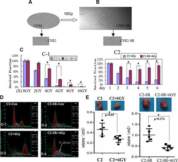 The radioresistant CNE2-SR subclones.