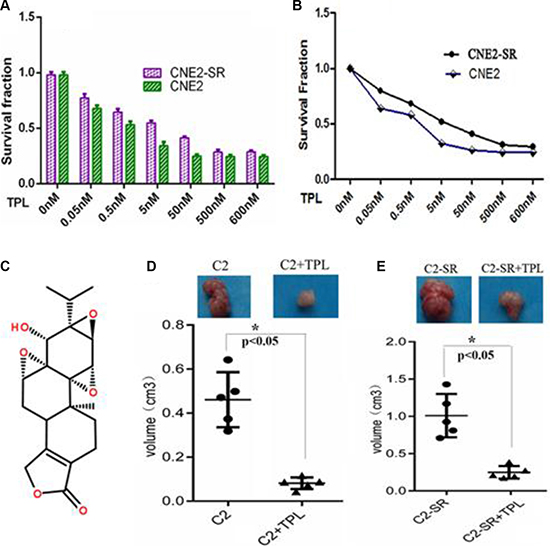 TPL inhibits cell proliferation in the CNE2-SR and CNE2 cells.