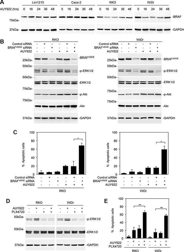 Reactivation of ERK in colon cancer cells after treatment with AUY922 is primarily due to persistent expression of mutant BRAF.