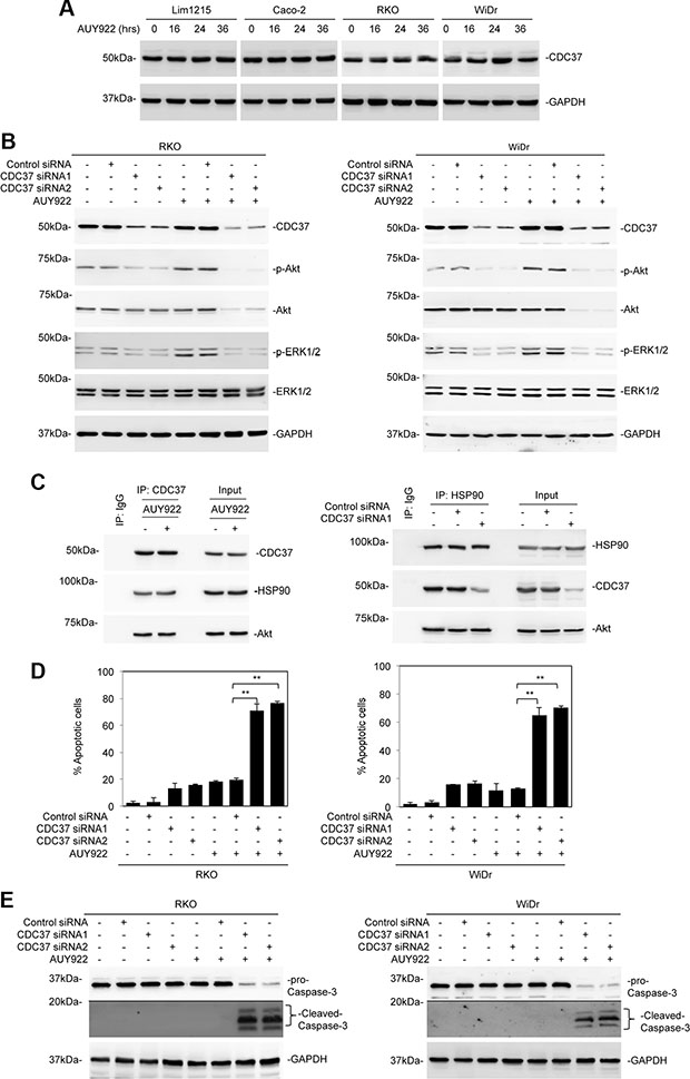 CDC37 is responsible for reactivation of Akt in mutant BRAF colon cancer cells after treatment with AUY922.