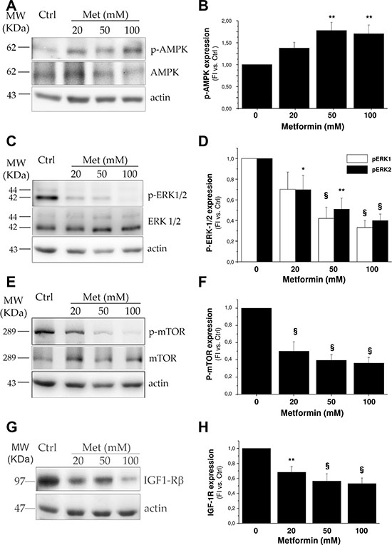 Metformin interferes with ERK and mTOR signaling pathways by activating AMPK.