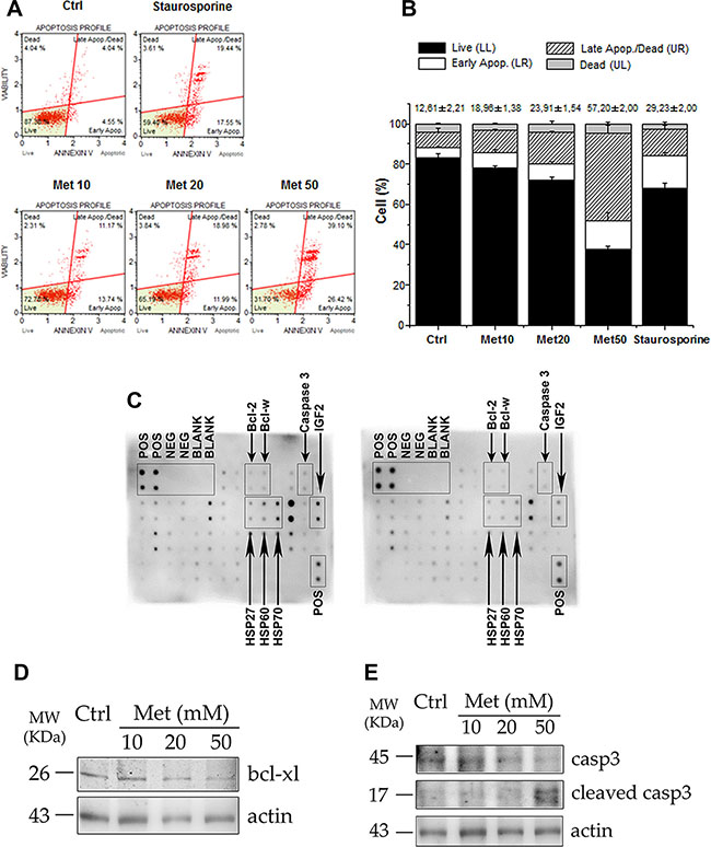 Metformin stimulates apoptosis in H295R cell line.