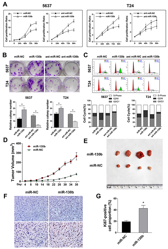 miR-130b overexpression increased the proliferation of TCC cells in vitro and enhanced tumor growth in vivo.