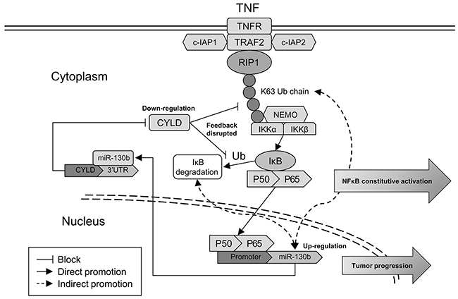 Hypothetical model illustrating the NF-&kappa;B/miR-130b/CYLD axis.