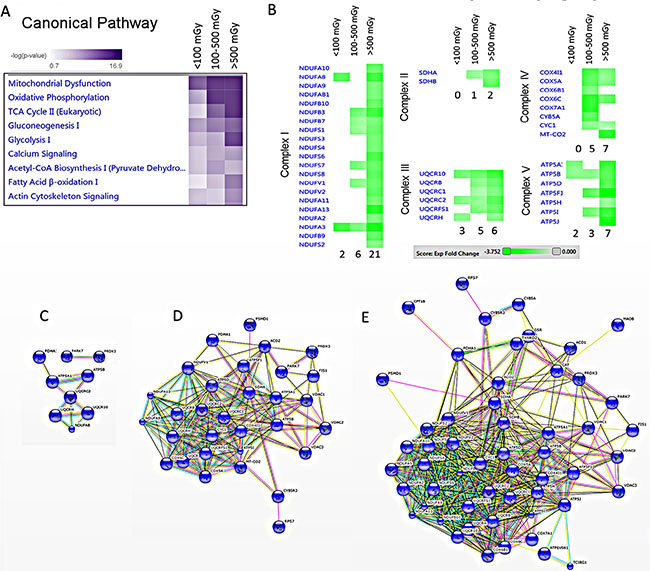 Pathway and network analysis of significantly differentially expressed mitochondrial proteins.