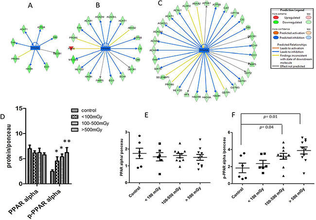 Analysis of the activation status of PPAR alpha.