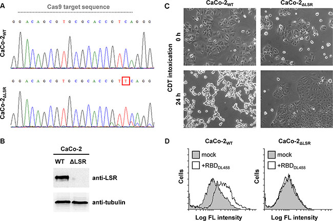 Evaluation of the CRISPR/Cas9-generated CaCo-2 LSR knockout cells.