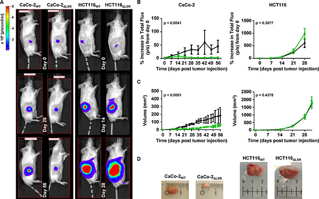 Growth characteristics of wild-type and LSR-deficient CaCo-2 and HCT116 tumors in immunodeficient mice.